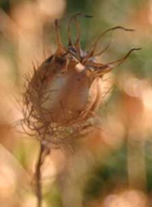 The Dangers of Industrial Farming Image